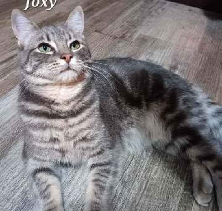 Photo of Foxy [CP]