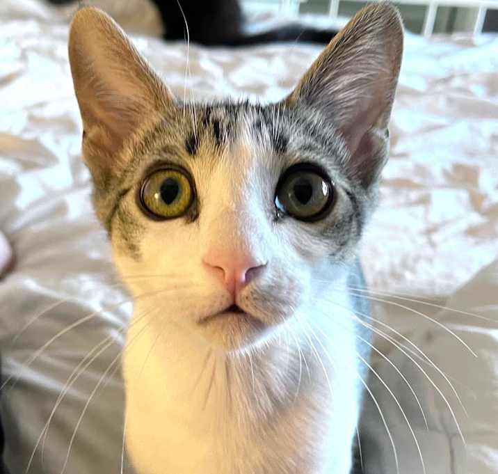 Photo of Snickers
