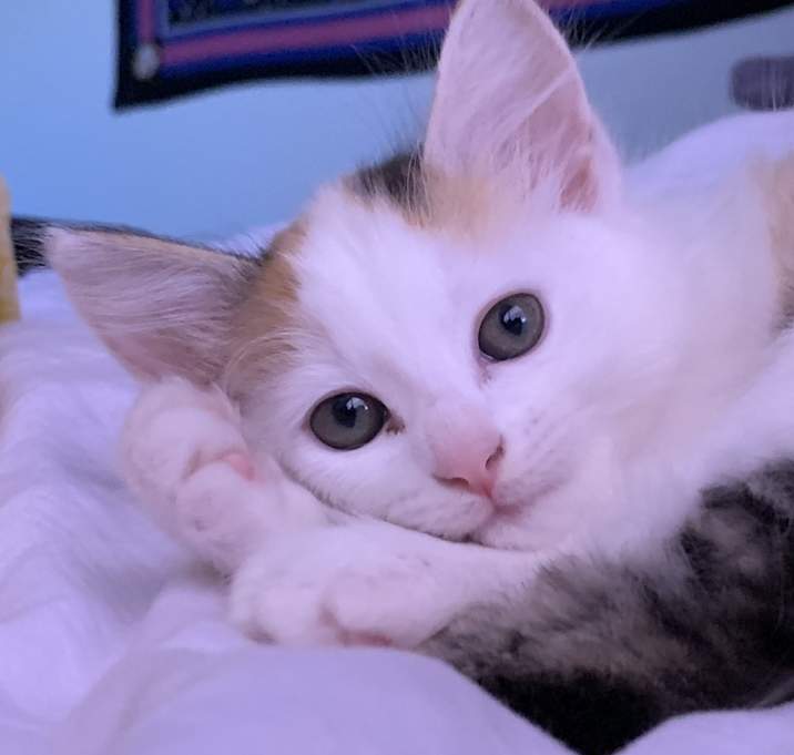 Photo of rosie