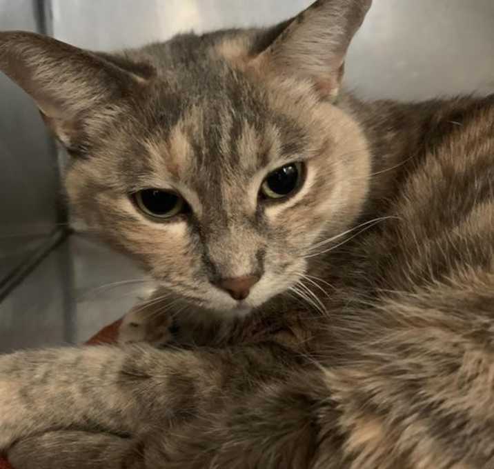 Photo of Adora