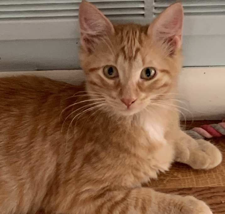Photo of Nutmeg