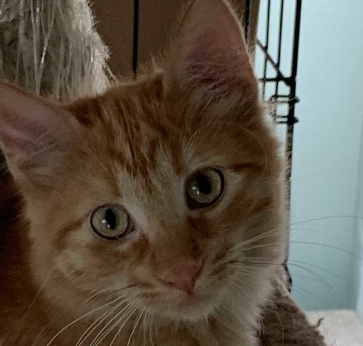 Photo of Dodger