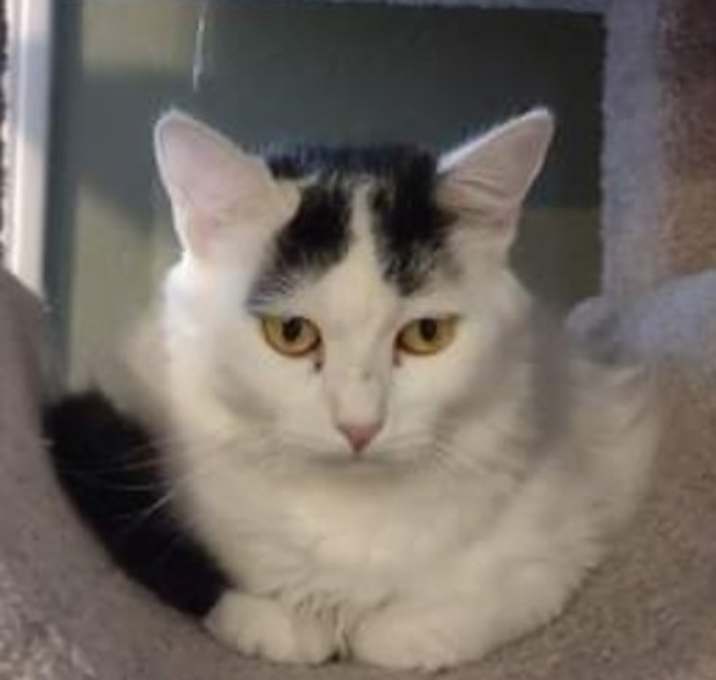 Photo of Olive