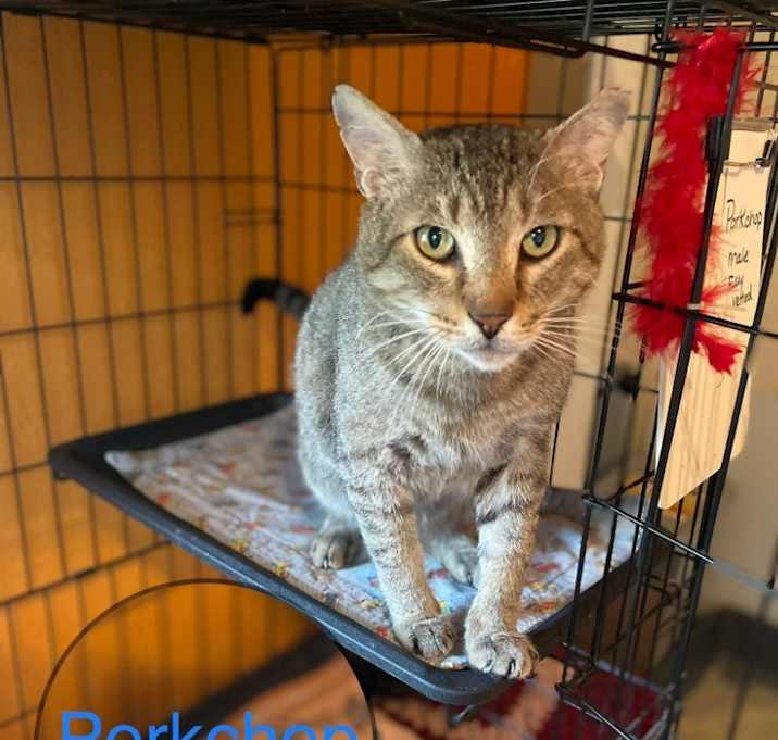 Photo of PORKCHOP