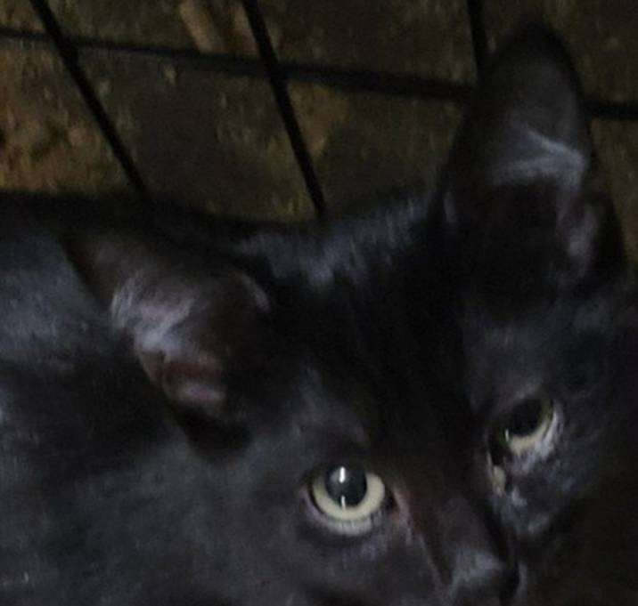 Photo of Slinky