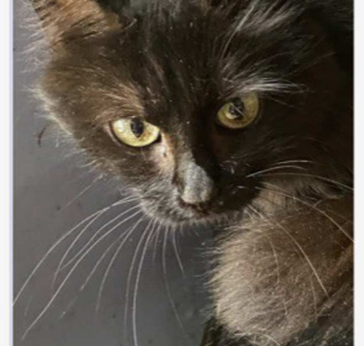 Photo of Felicia- shy will need time