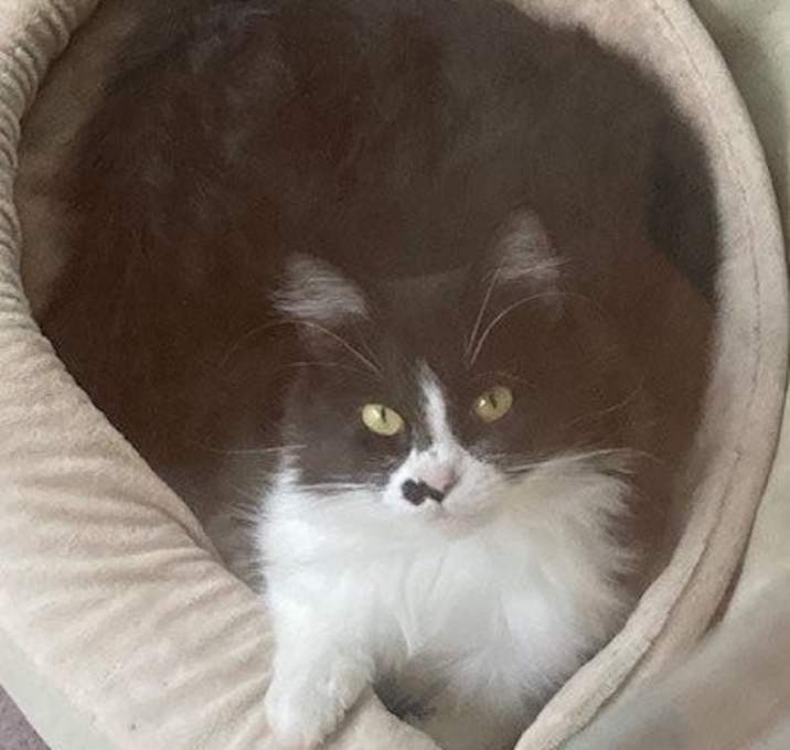 Photo of Puddy Tat