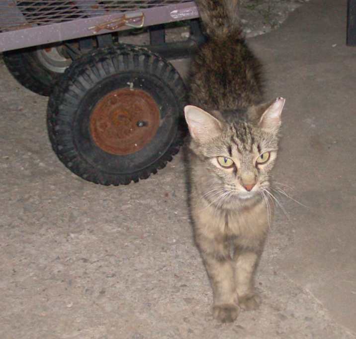 Photo of JUNIPER