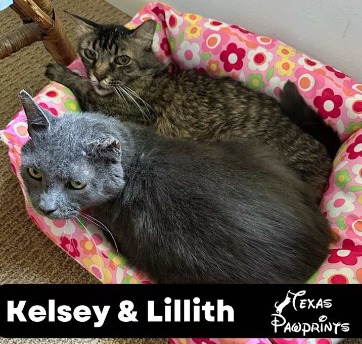 Photo of Bonded Pair Kelsey & Lilith