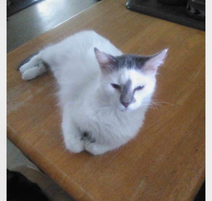 Photo of Maxi- great with cats
