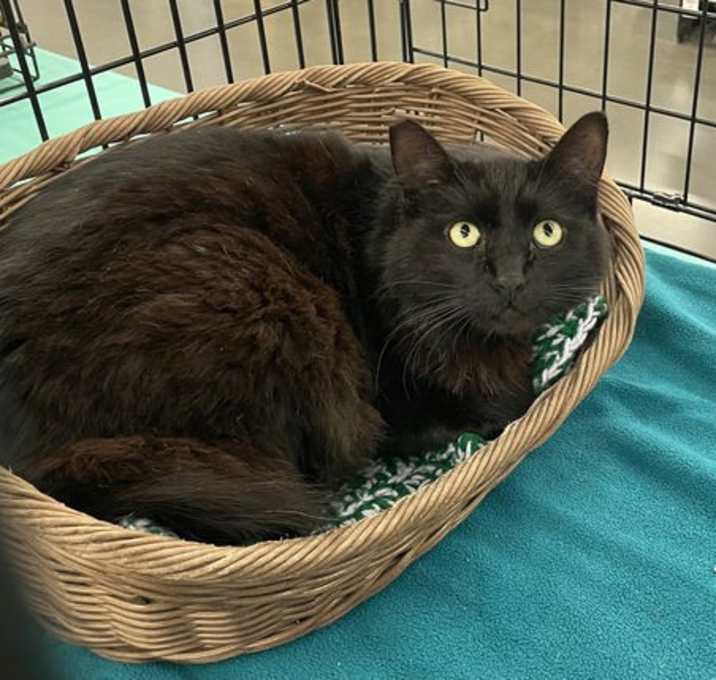 Photo of Kuro