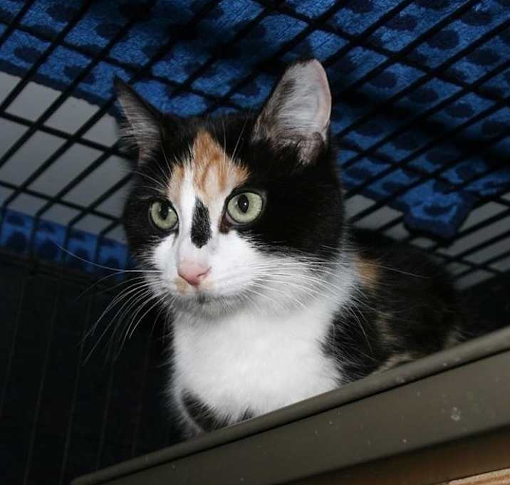 Photo of Vee