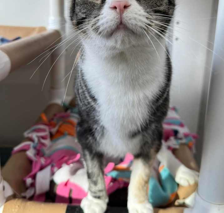 Photo of Sesame