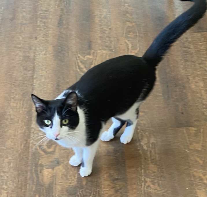 Photo of pistol