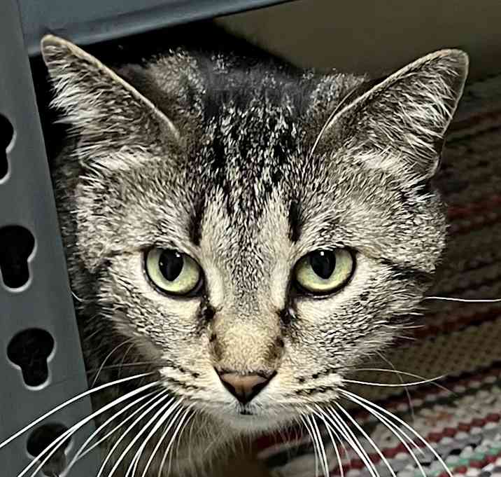 Photo of Abby