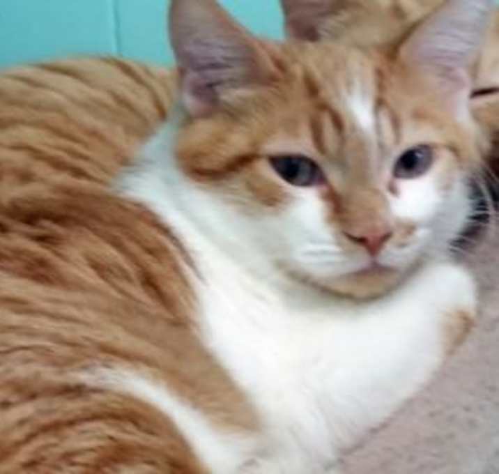 Photo of Henry