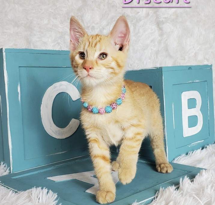 Photo of Biscuit