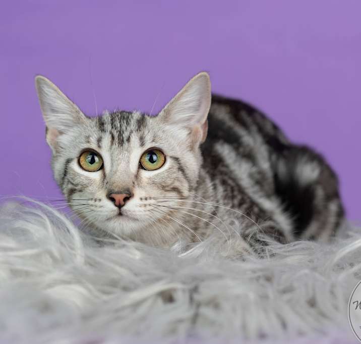 Photo of Clover