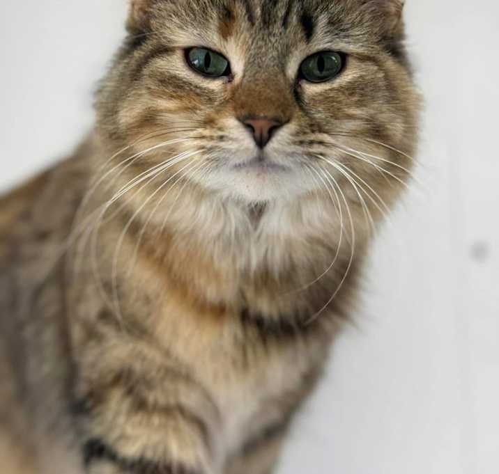 Photo of Elfie (foster to adopt pending)