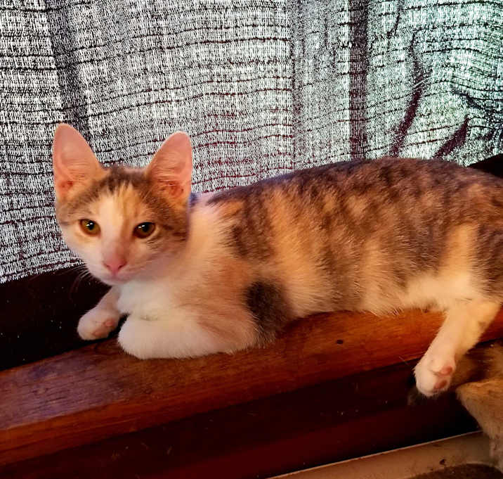 Photo of Cleo