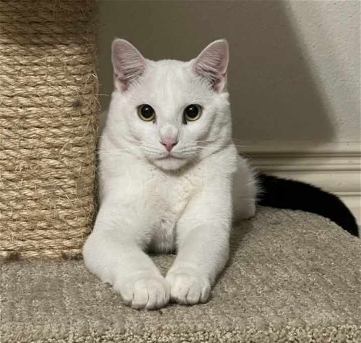 Photo of Bentley
