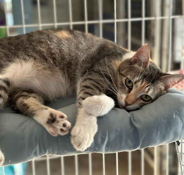 Photo of Patches