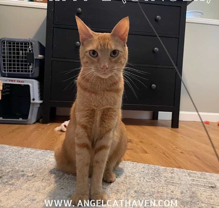 Photo of Stormy 2 (Ginger)