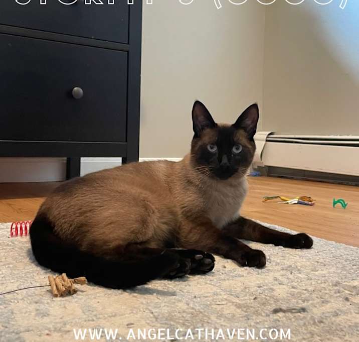Photo of Stormy 3 (Coco)