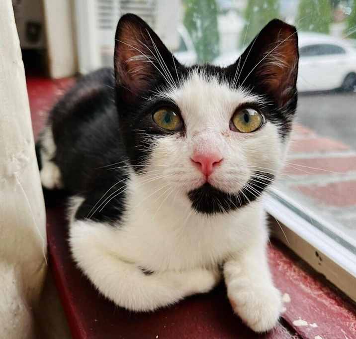Photo of Junebug (Lyla)