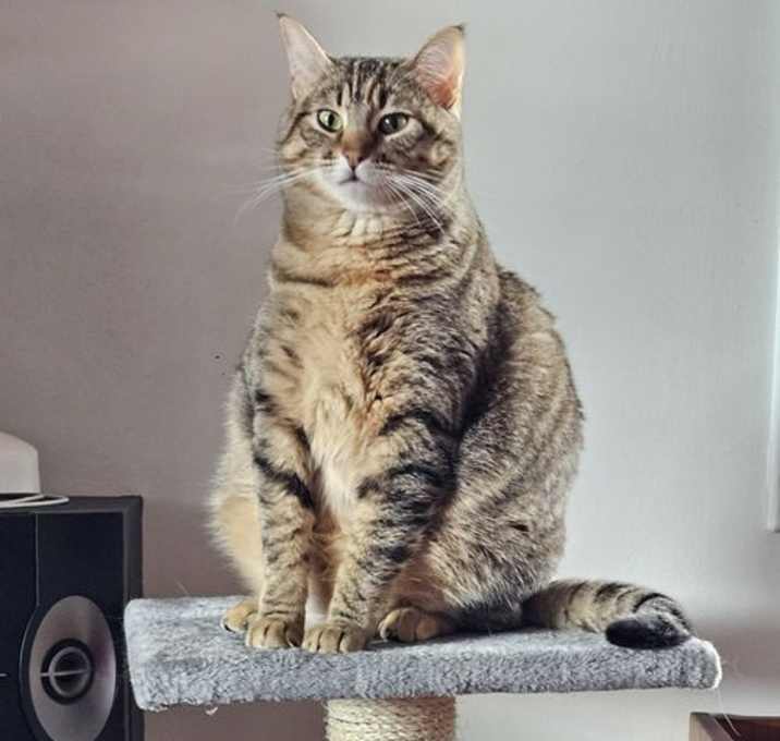Photo of Juni