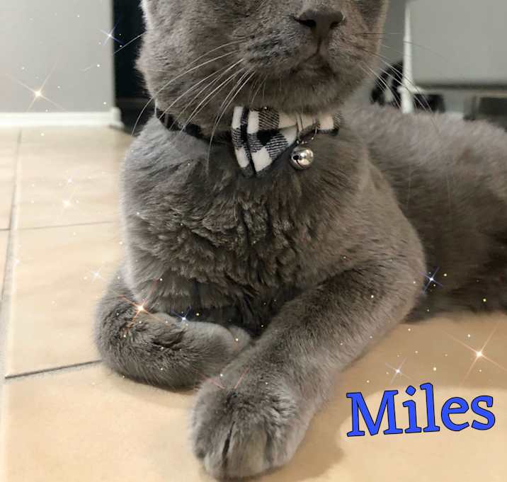 Photo of Miles