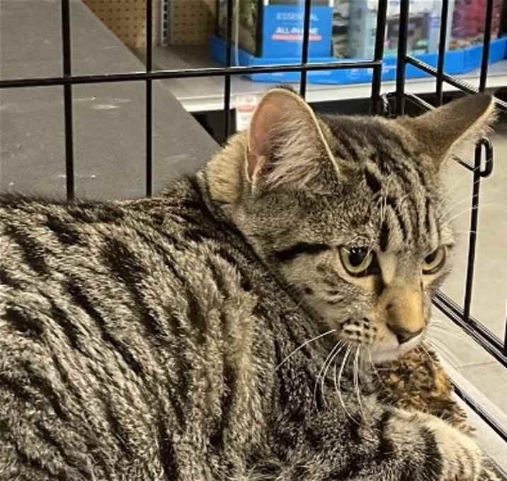 Photo of Pepper