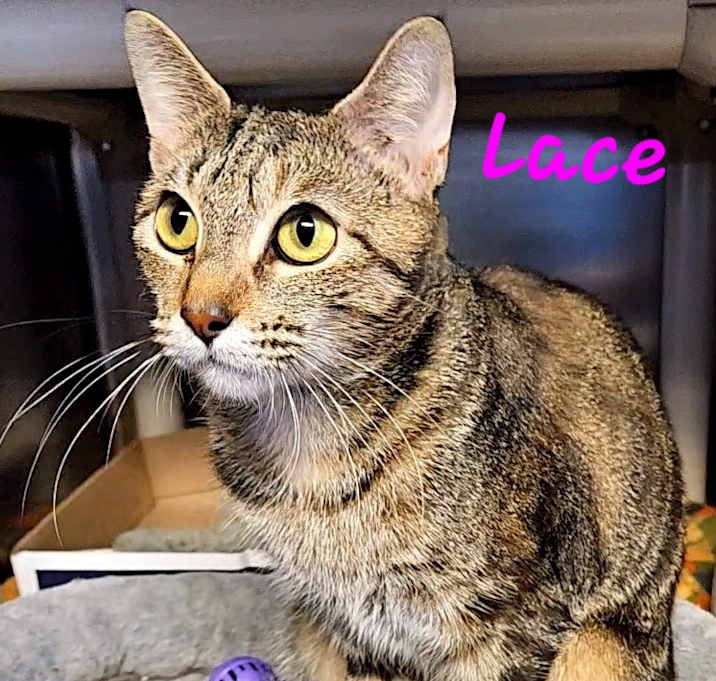Photo of Lace