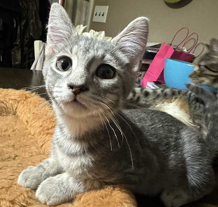 Photo of Dusty