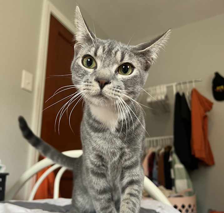 Photo of Grayson great with other cats