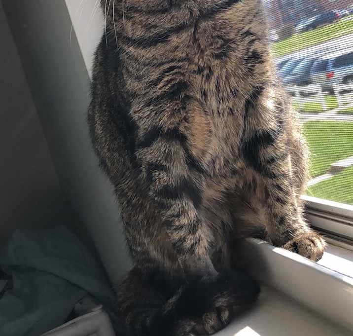 Photo of Luna