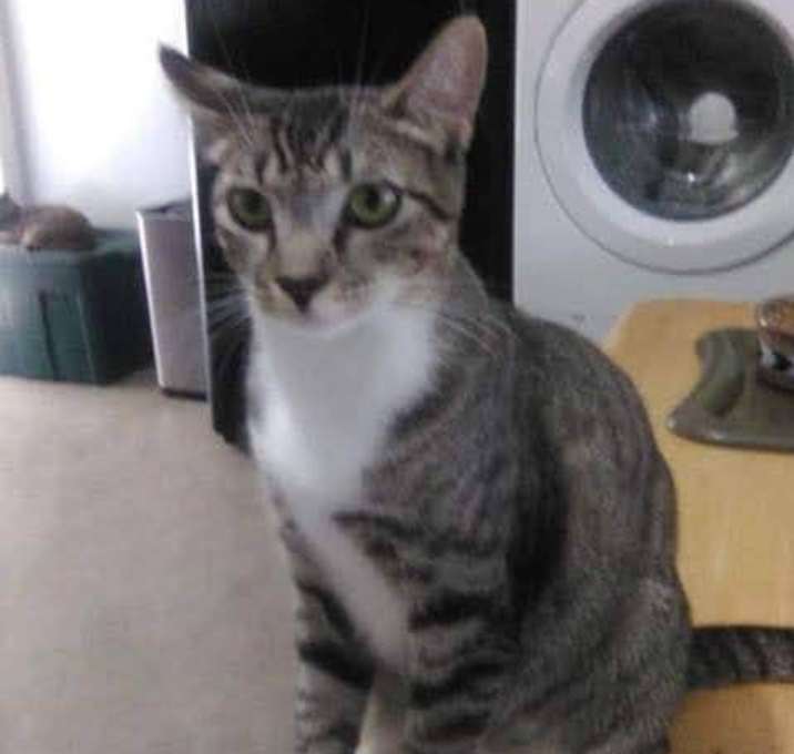 Photo of Tinkerbell