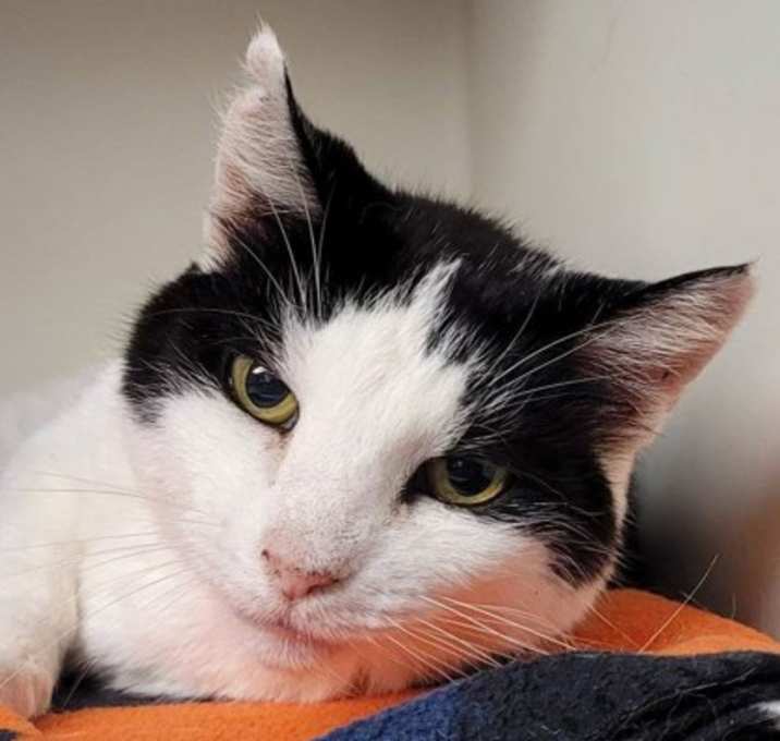 Photo of Cleo