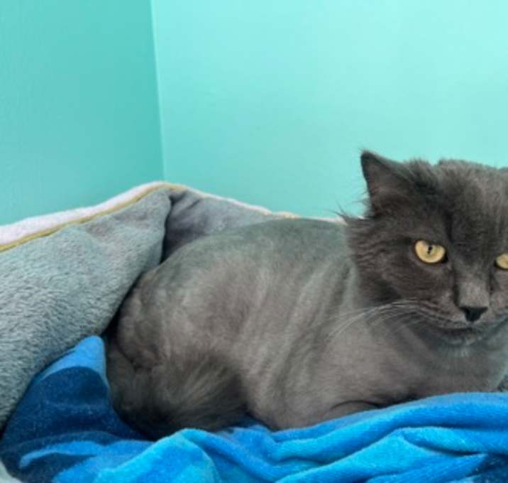 Photo of Harvey