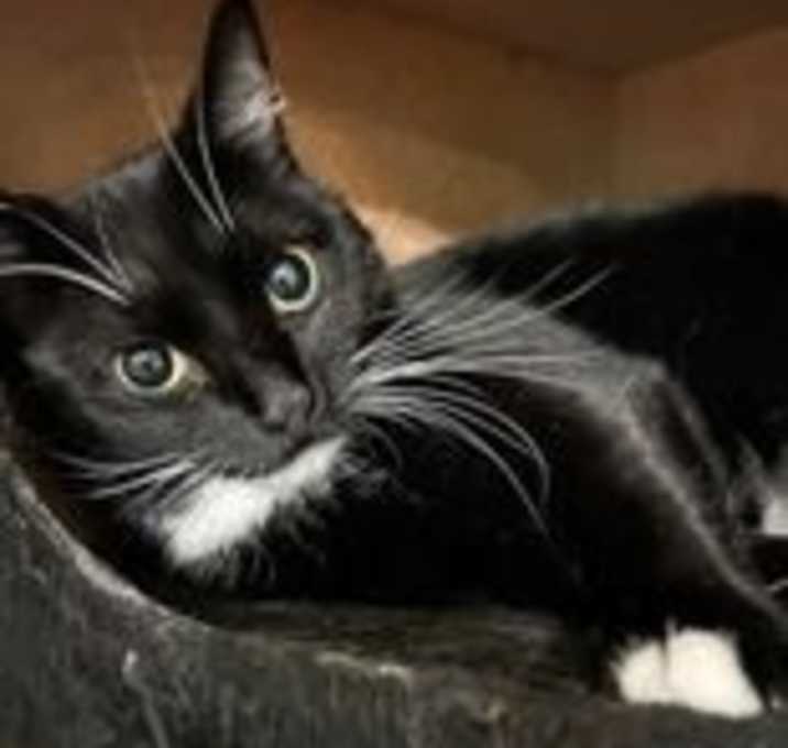 Photo of Blossom