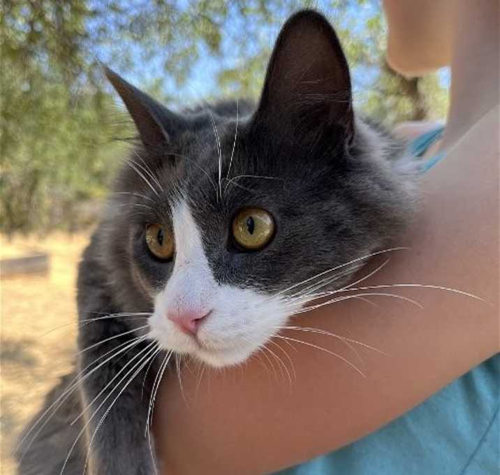 Photo of Smokey