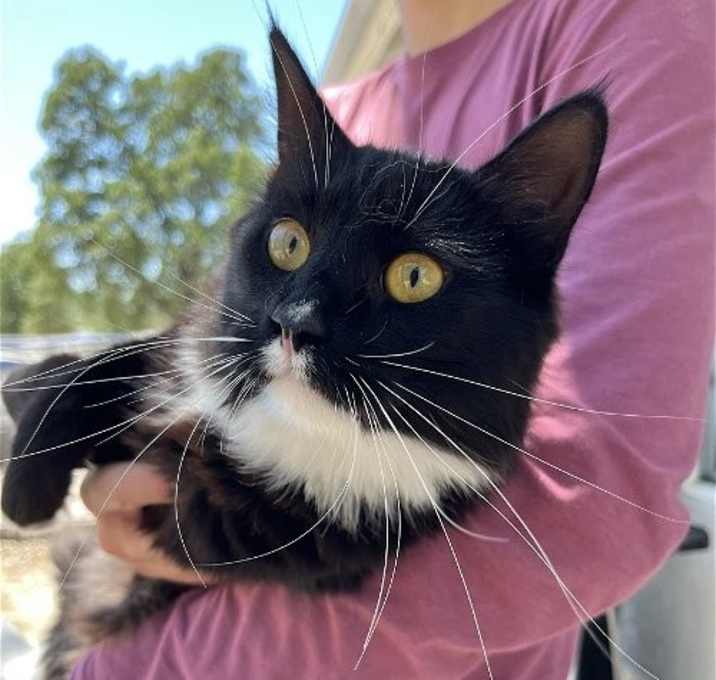 Photo of Oreo