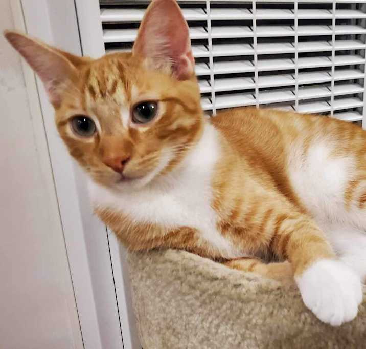 Photo of Squeakers (bonded to Cuddles)