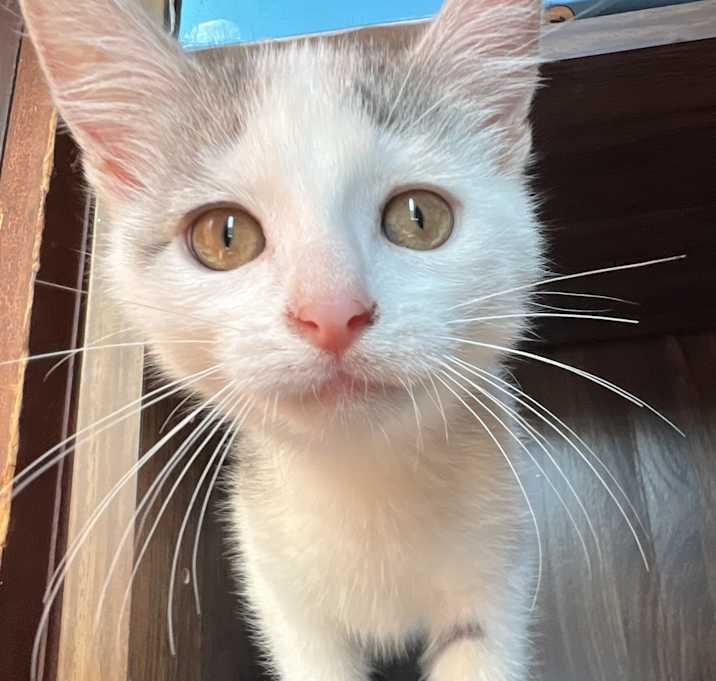 Photo of Silvie