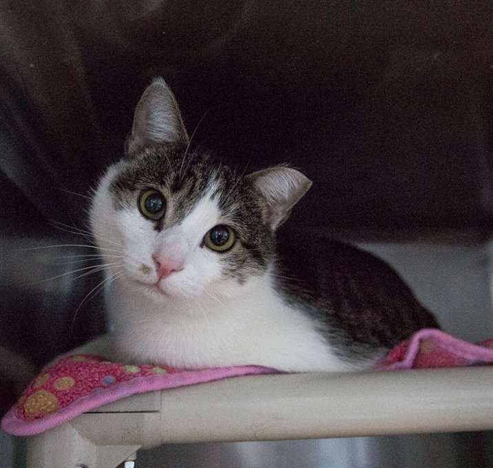 Photo of Peppo