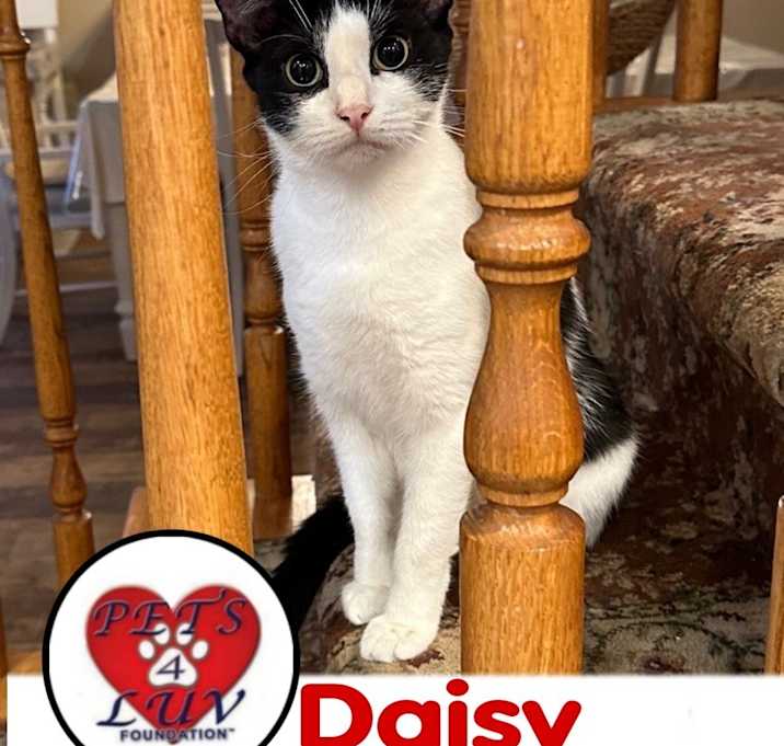 Photo of Daisy/Bella Meadow