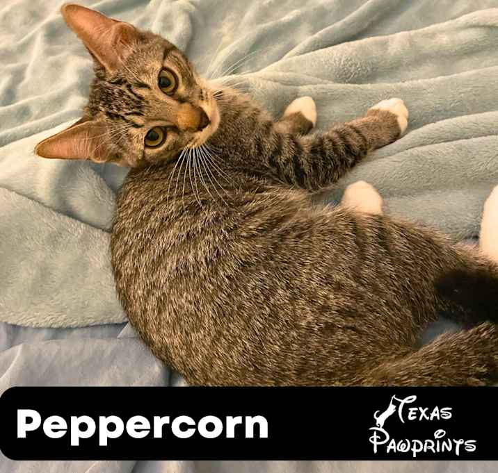 Photo of Peppercorn