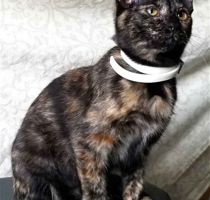 Photo of LITTLE MISS SPARKLES
