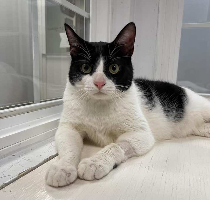 Photo of Cookie