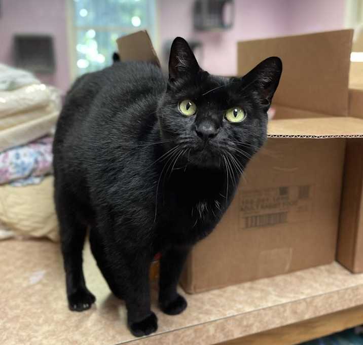 Photo of Ms. Jingles